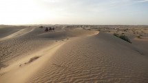 Camel Souk at Al Ain